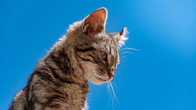The biggest mystery is how many tilcayo cats are actually living in the wild. Researchers currently cannot determine the species' full range, partly because small tiger cats are notoriously difficult to identify through camera-trap surveys. Scientists analysed DNA from 38 wild cats and discovered one was a species nobody had recognised; the 3-pound Bolivian cat is the first new living feline described in over a century