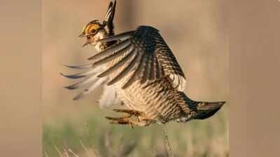 The birds live in the Sand Sagebrush Ecoregion, which stretches across southeastern Colorado, southwestern Kansas and a small part of western Oklahoma. (American Bird Conservancy photo) Colorado had more than 80,000 lesser prairie-chickens in 1975 but counted only 89 breeding males in 2024; a land trust has now spent nearly $2 million on a 2,100-acre ranch to help bring them back
