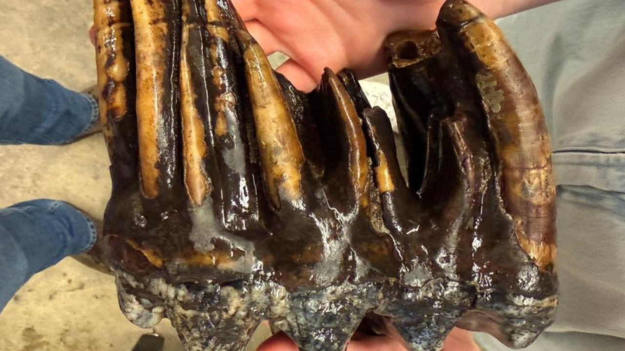 The fossil is estimated to be at least 10,000 years old <br>