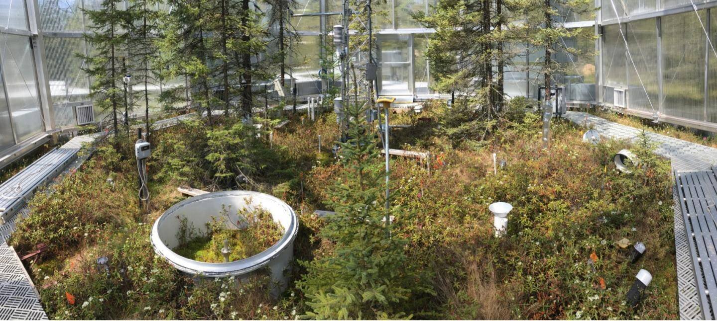 The highly instrumented SPRUCE enclosures measured the movement of carbon through peatland plots, recording that warmed peat bogs shifted from carbon accumulators to carbon emitters.