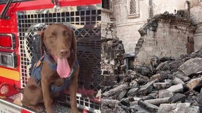 The Los Angeles County Fire Department’s search-and-rescue K-9 has already proven himself a valuable addition to the team, helping to find three people alive in earthquake debris. Meet Joey: The 2-year-old Los Angeles rescue dog credited with finding 3 people alive beneath earthquake rubble is now up for a national hero award