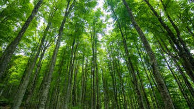 The open-air study was designed to mimic future warming while maintaining natural outdoor conditions. Researchers established plots in both open and closed-canopy forest environments and planted seedlings representing 11 tree species. Scientists warmed Minnesota forest trees by 3.4°C for years expecting respiration to surge 23%; the trees adapted and erased nearly 80% of that increase