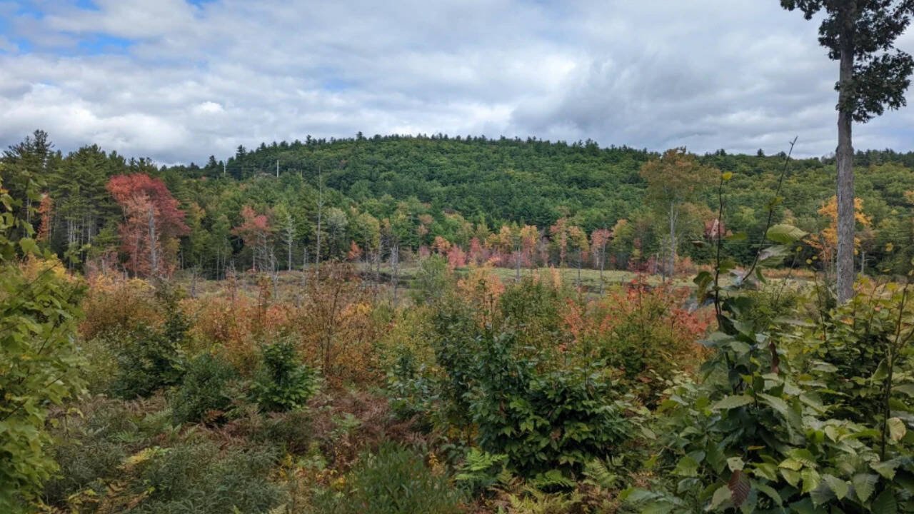 The property provides habitat for moose, deer, bobcats, migratory birds and other wildlife.
