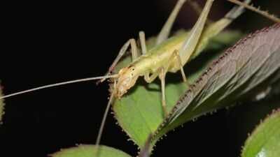 The research focused on nine extinct insect species related to modern crickets and katydids. Scientists used fossil wings, lasers and AI to recreate the calls of insects from 165 million years ago; some Jurassic species were already communicating above human hearing