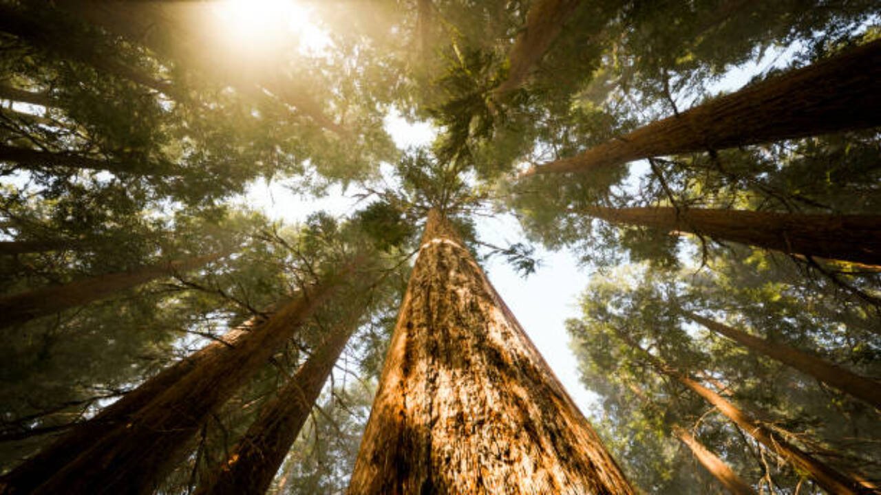 The researchers examined the wood formed in this phase and found that the tension wood which had formed previously on the upper side, stopped forming.