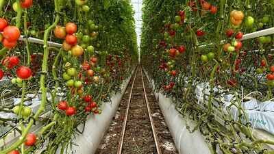 For 20 years, Jersey City neighbors grew tomatoes and peppers on a private lot; after building permits were issued, council voted 7-0 to advance a $1.2 million purchase to save the garden