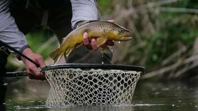 Representative image In 2001, California began removing non-native trout from high-Sierra lakes; by 2011 nearly 44,000 fish were removed from 19 lakes, as frogs in three restoration lakes rose from about 190 to over 18,800