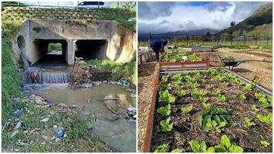 University of Cape Town researchers are treating polluted Stiebeuel River water for irrigation. (Photo: Water Hub) Polluted Stiebeuel River water transformed into irrigation supply using stones, sand and heat-treated wood; University of Cape Town project treats 36,000 litres daily and removes 99% of toxins