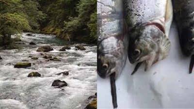 View of the Ohanapecosh River and predated Northwestern Salamanders (Ambrystoma gracile) eaten by introduced trout. From 1915 to 1972, Mount Rainier stocked more than 9 million fish into naturally fishless waters; today 35 mountain lakes still hold breeding non-native populations that displace amphibians and alter ecosystems