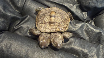 Volunteers at a protected Cape Cod nesting site found a rare diamondback terrapin hatchling with two heads (Image Credit: New England Wildlife Center) Volunteers at a protected Cape Cod nesting site found a rare diamondback terrapin hatchling with two heads; the tiny turtle weighed about as much as a nickel and is now being monitored by wildlife veterinarians