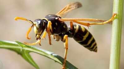 Representative image Britain’s wasps are unusually scarce this summer; researchers cannot find enough for experiments, and the few seen are unusually small