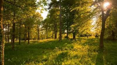 Representative image from Canva A Chicago couple began protecting their Illinois woodland in the 1980s rather than develop it; decades later, all 126 acres have been bought for a new public preserve carrying their family name