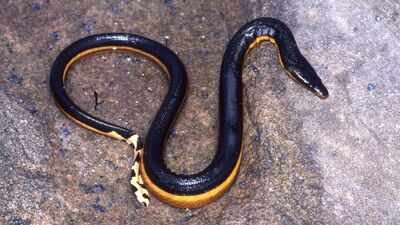 Yellow-bellied sea snake Representative image by Canva Yellow-bellied venomous sea snake returns to California beach after 8 years; rare reappearance after 2018 gives scientists clues about the species’ changing Pacific range