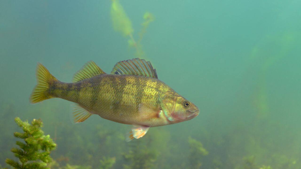 Yellow perch are an important prey fish for walleye.