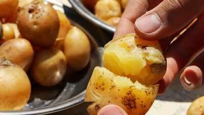 The cooking techniques used for potatoes can greatly influence their flavor and texture. Boiling softens the insides, while frying them post-boiling yields a delightful crispiness that has made this combination a favorite in various cuisines. However, boiling can lead to a loss of some vitamins, and while frying adds dietary fiber, it's important to note that simply combining these methods does not significantly enhance health benefits. Does boiling potatoes before frying them improve taste and nutrition