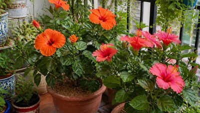 (Image credit: Canva AI) How to grow hibiscus in a balcony pot: 6 things the plant needs to flower regularly