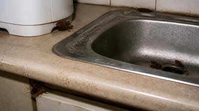 Image credit-Canva AI Cockroaches keep appearing in your kitchen? Put these 7 common ingredients in the places they hide