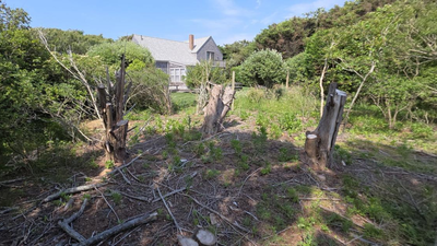 A Massachusetts couple represented themselves in a dispute over damaged trees and encroachments on their land; they won a $310,000 judgment against their neighbour, and an appeals court upheld it in 2026