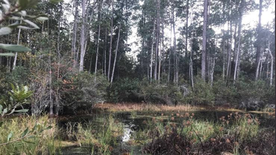 Florida approved more than $72.6 million to protect 10,770 acres across the state, including 2,700+ acres in a wildlife corridor and 4,500+ acres of working agricultural land under permanent easements