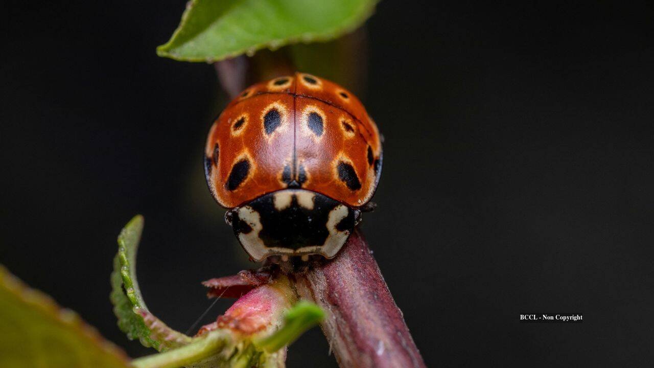 Asian lady beetles