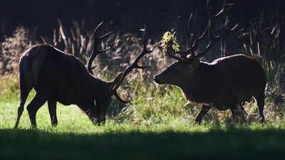 No room to roam: The cost of a crowded planet for wild animals