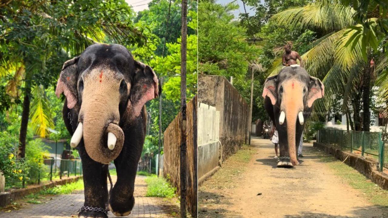 Elephant