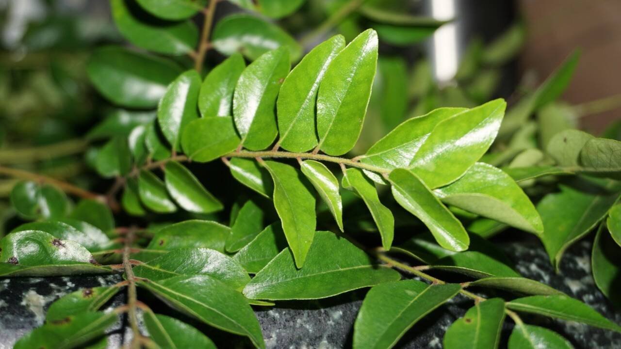 <br>How to grow curry leaves in a pot and 7 mistakes that can kill the plant