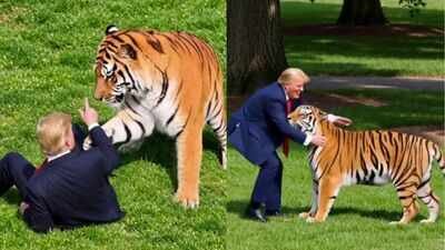US President Donald Trump posted this AI video of him with a tiger Trump shares bizarre AI video as family of UK tiger attack victim begs public to stop sharing footage