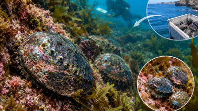Representative Image (AI-generated) In 2023, California scientists moved 246 endangered black abalone to a protected coastline; three years later, site counts rose from 54 to 302, density hit 1 per sq metre and juveniles appeared