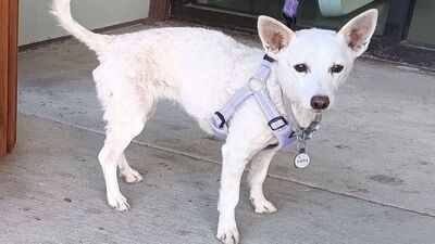 A 10-year-old Jack Russell terrier escaped a Yellowstone cabin and survived 34 days in the park; rescuers trapped her just before winter ended the search after she lost about 10 pounds, nearly half her weight