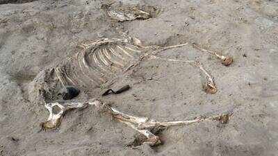 A 3,000-year-old horse has been discovered buried inside an ancient Egyptian fortress. (Photo: Egyptian Ministry of Tourism and Antiquities) 3,000-year-old horse buried inside ancient Egyptian fortress may have been a chariot animal; rare discovery, Ramesses II and Libyan prisoner tablets also found