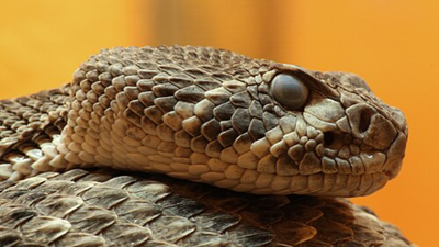 Image: Wikipedia A Florida father and son found an eastern diamondback rattlesnake outside their home; wildlife officers removed it in 30 minutes