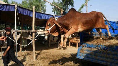 Can't invoke anti-slaughter law in case of mere illegal cattle transportation: SC
