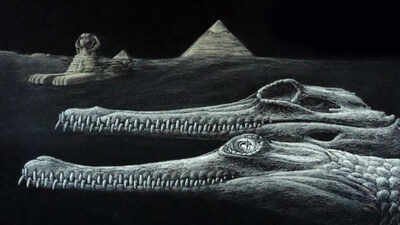 According to a report published by Phys Org, the fossils were originally recovered during the 1920s from Egypt’s roughly 45-million-year-old Mokattam Formation Scientists identified a new extinct crocodile species from the same Egyptian rocks used to build the Great Sphinx; even the fossil is missing the tip of its snout, echoing the monument