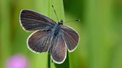 After 40 years of wheat farming, a 330-acre stretch of land in England was turned into a wildlife haven; just two years later, surveys recorded 5,290 butterflies, including rare species never previously seen in the fields