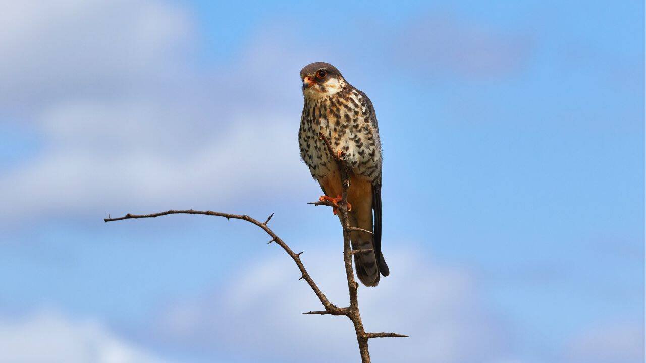 Amur Falcons journey