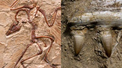 A 150-million-year-old bird fossil has unusually small wings and dinosaur-like teeth; the discovery challenges the idea that the earliest birds were all built primarily for flight