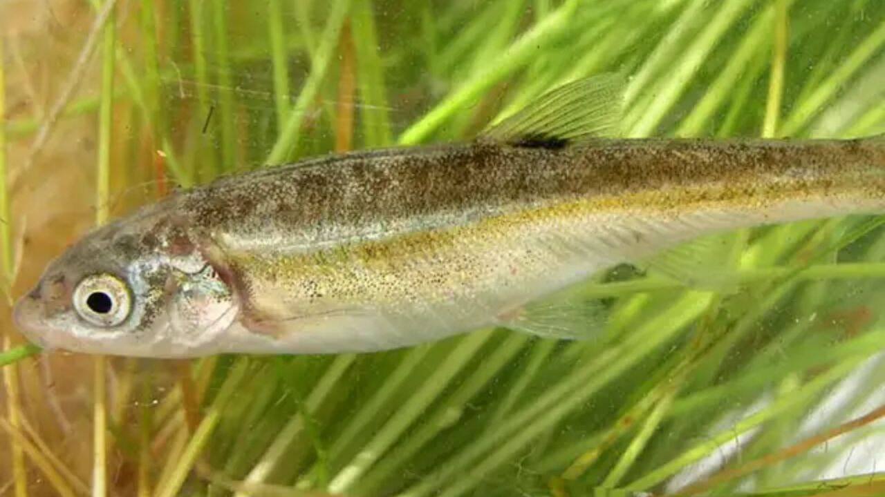 An endangered fish found nowhere else in the world returned to an 868-metre stretch of Nevada river after invasive fish were removed between 2009 and 2012