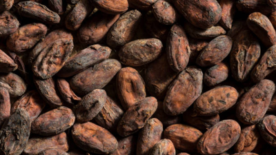Ancient pottery reveals earliest known traces of chocolate in east of Mississippi; formed a major part of feasts  1,000 years ago