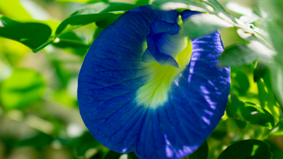 Close up of an aparajita flower How to grow Aparajita flowers in pots in balcony