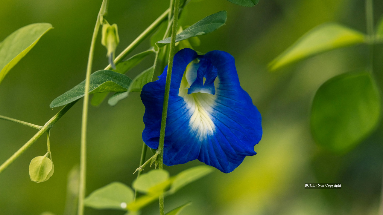 Aparajita flower