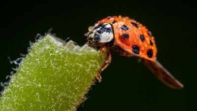 lady beetle In 1916, the US began releasing Asian lady beetles to control aphids and scale insects; decades later Harmonia axyridis became invasive and was linked to declines of native ladybirds