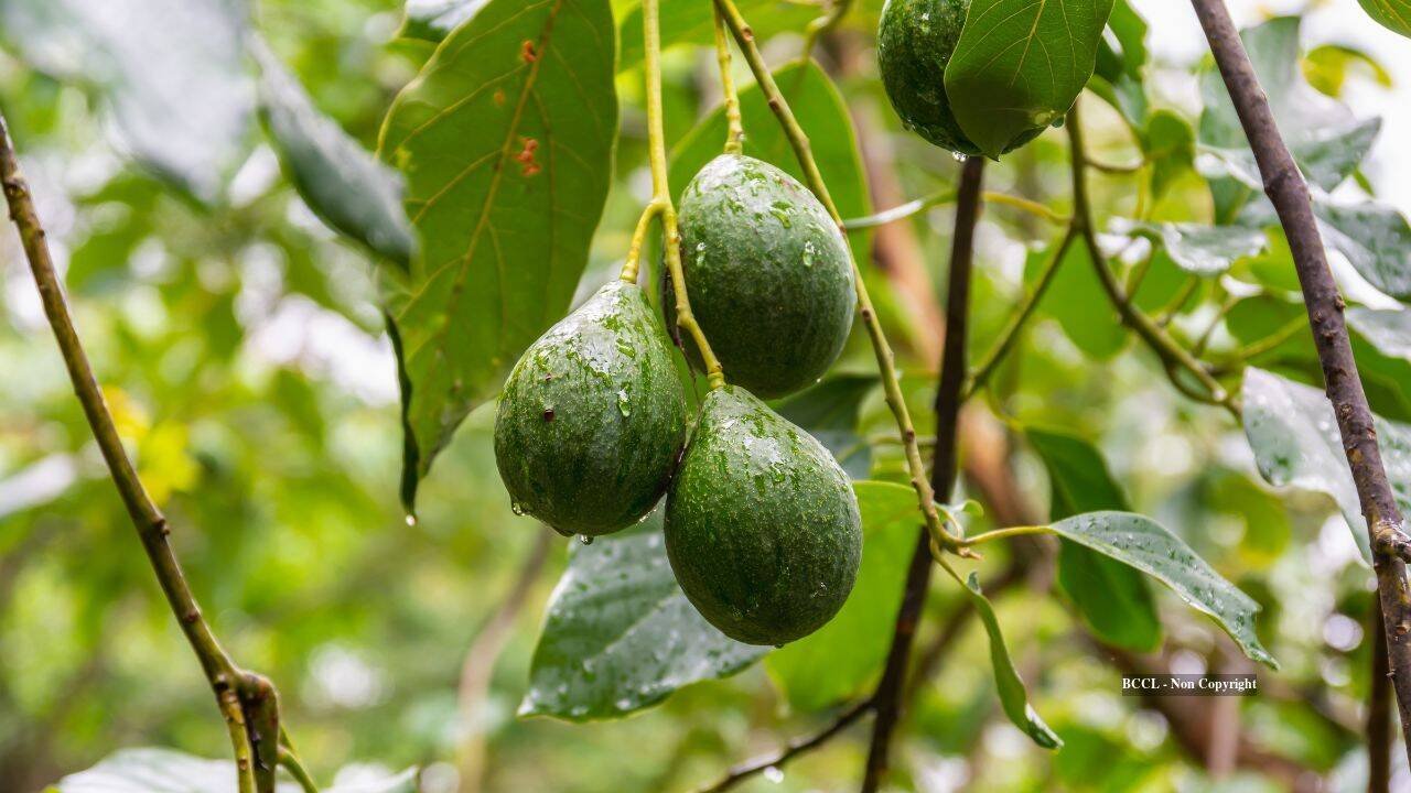 avocados