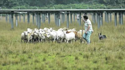 Bishop's journey into solar grazing began at her six-acre farm in Newfield, New Jersey. With limited pasture available and a growing need for space for her sheep, she began looking for alternative grazing land. In 2013, a New Jersey teacher saw workers mowing a solar field near home and asked to bring in her sheep; by 2021, her flock had grown from 50 sheep on 15 solar acres to 450 sheep managing 85 acres
