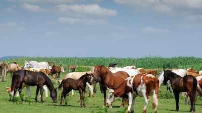 Representative image A South Carolina family raised cattle and horses on its farm for generations; in 2025, it permanently protected 2,000 acres from development in the largest such deal in Laurens County's history