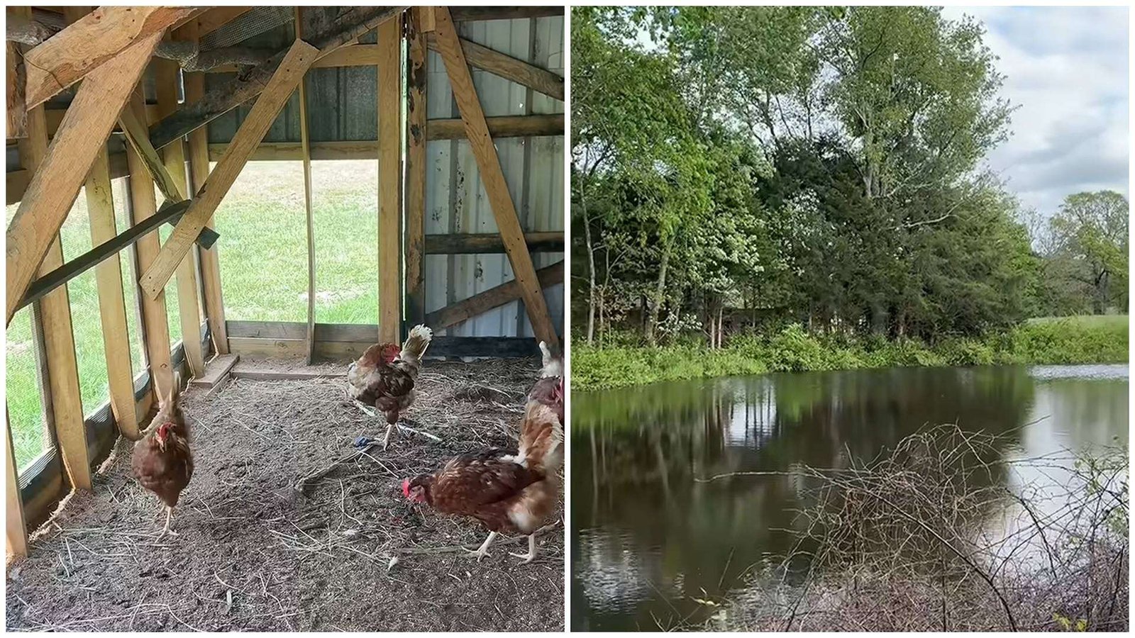 Daisy hopes to preserve her family’s legacy while restoring the old farm and raising livestock.