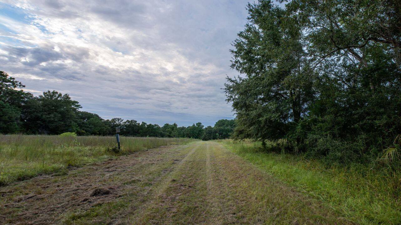 Dill Sanctuary conservation deal will permanently protect James Island