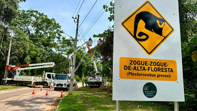 Image: Programa Alta Floresta Não Atropela Eight rope bridges over an Amazon road recorded 15,000 wildlife crossings in Brazil; not a single roadkill was recorded
