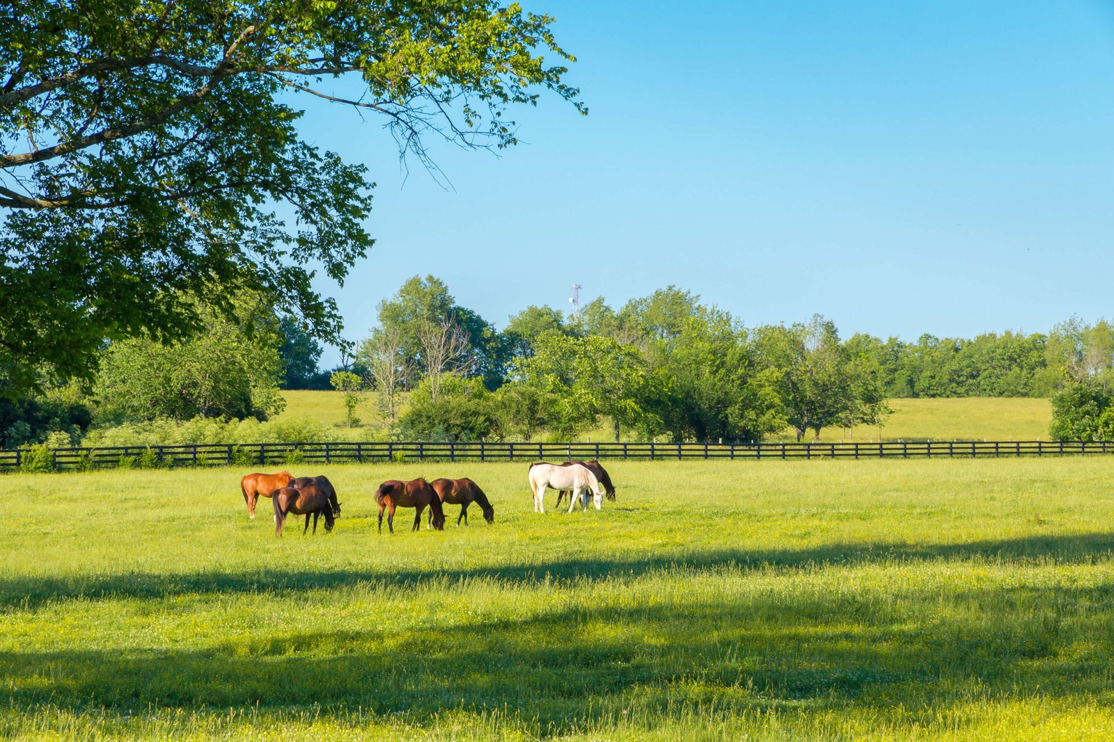 Florida protects 1,500 acres across two cattle ranches