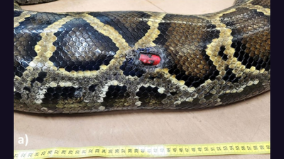 Florida scientists tracked 142 invasive Burmese pythons for 20 years and found that all four expelled tracking devices came from pregnant females